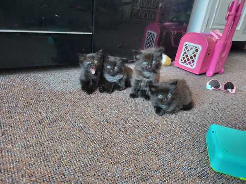 4 kittens!!!
